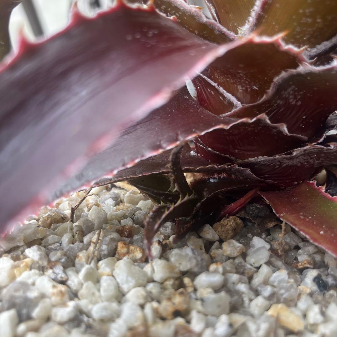 ディッキア　dyckia ルシファー　子株　otto アガベ