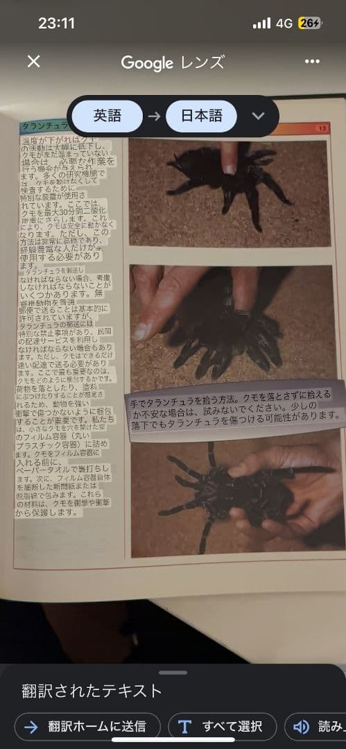 タランチュラの飼育書図鑑 ムカデセンチピードサソリ