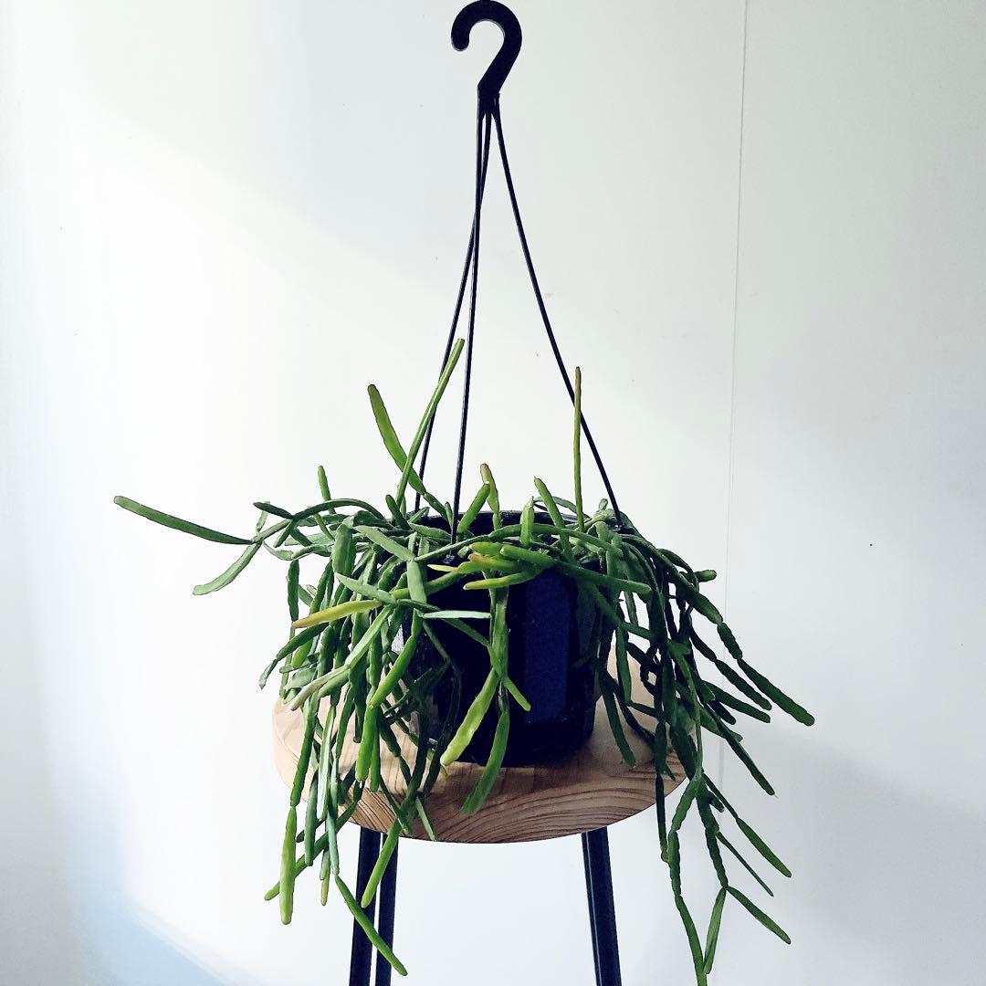 希少 リプサリス ピンクサリー 観葉植物 吊り下げ