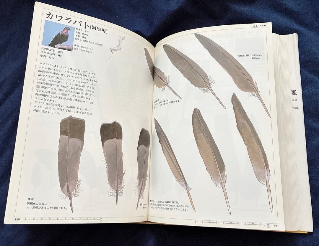 日本の野鳥　羽根図鑑 改訂新版