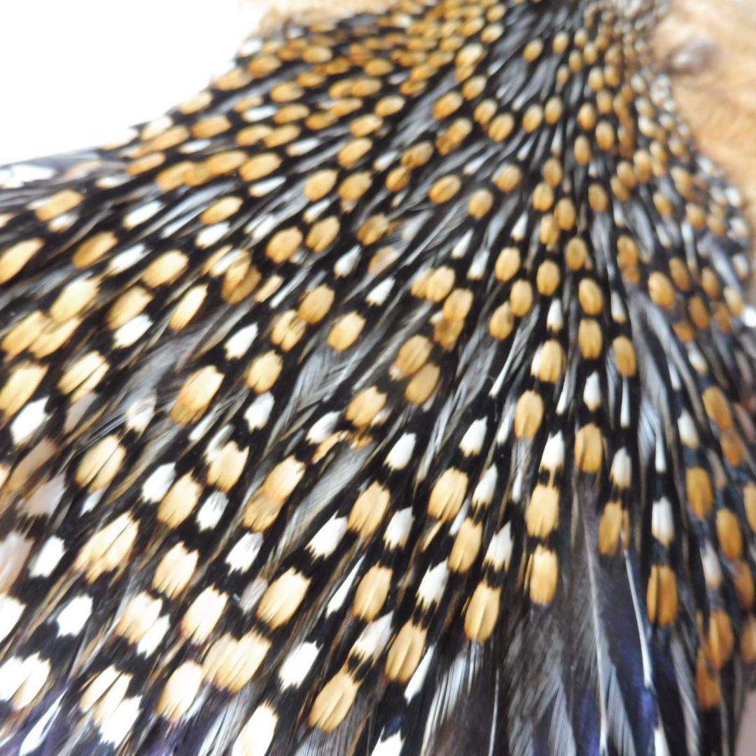 ジャングルコックのケープ
