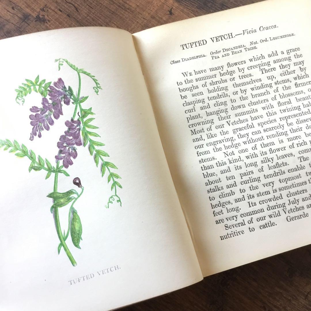 洋書　イギリス　植物図鑑　古い図鑑