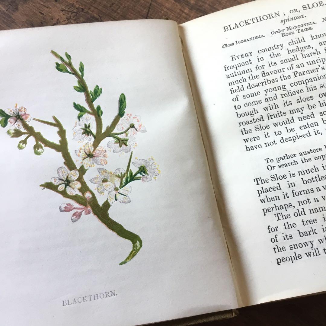 洋書　イギリス　植物図鑑　古い図鑑