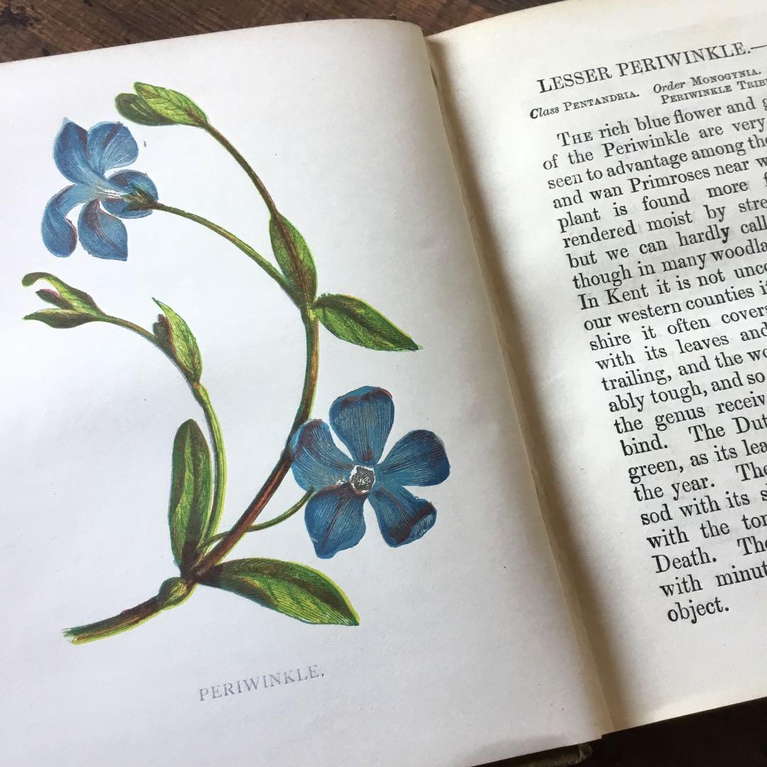 洋書　イギリス　植物図鑑　古い図鑑