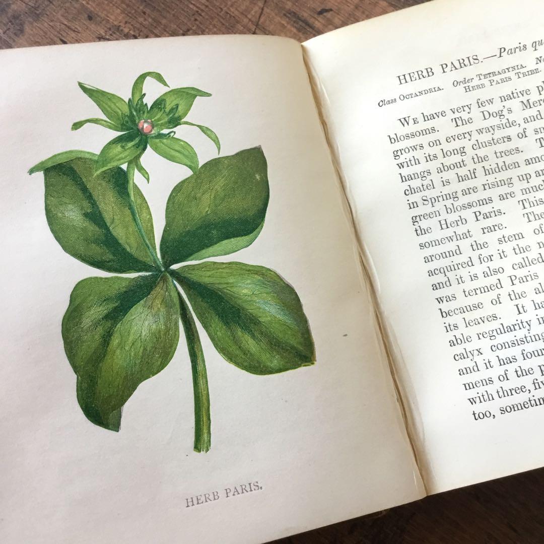 洋書　イギリス　植物図鑑　古い図鑑