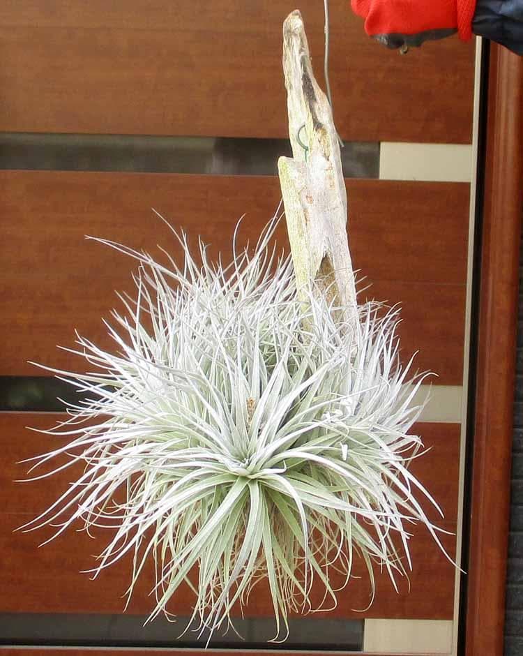 【現品】チランジア　ヒューストン コットンキャンディ　板付き　２M番