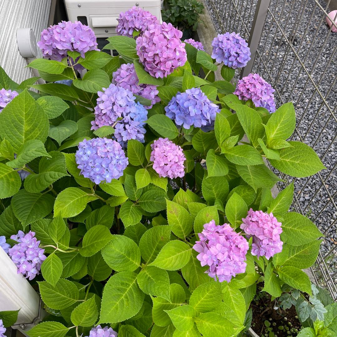 紫陽花特大10号鉢　開花中　希少紫陽花桜のころ小苗オマケ付き