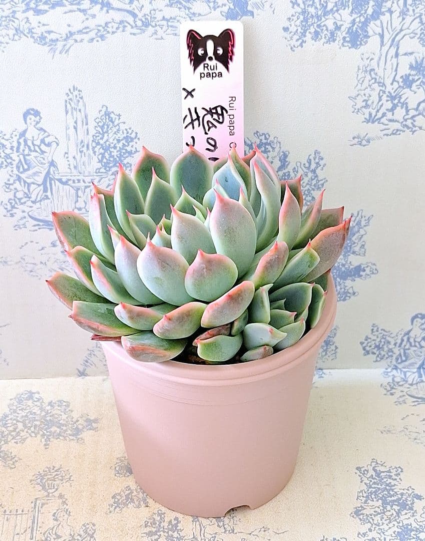 鬼のしずく(命名株)×きっと札付きポットごとメルカリ便ルイパパさん苗