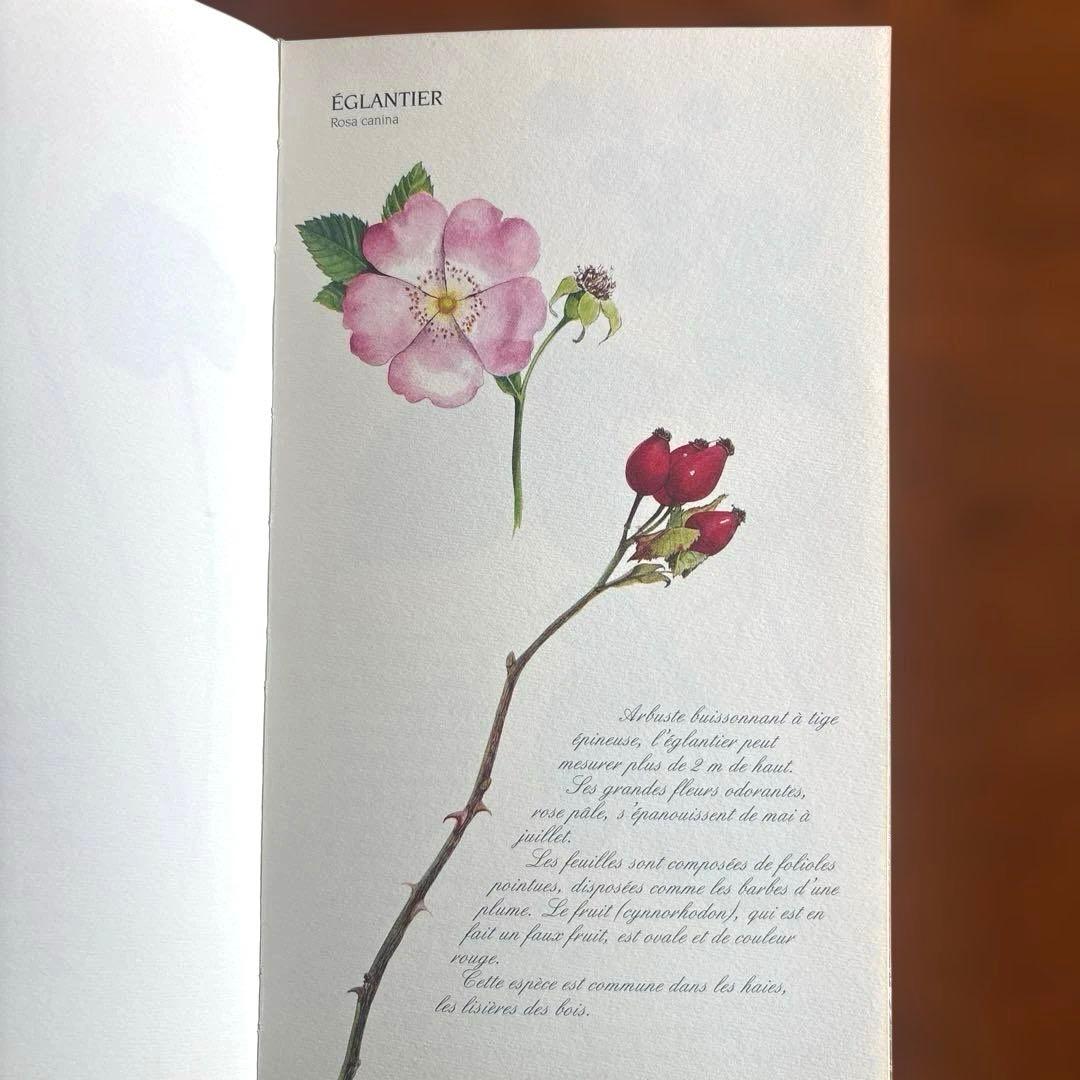 洋書古書　希少！フランス ナタン社の植物図鑑 額装向けハーブ植物画多数