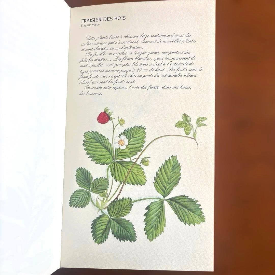 洋書古書　希少！フランス ナタン社の植物図鑑 額装向けハーブ植物画多数