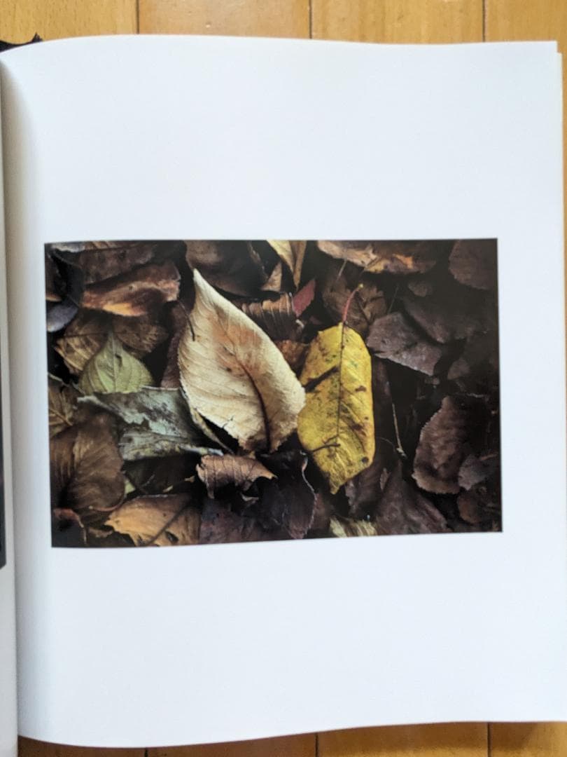落葉　写真集　ACCUMULUS　by　MASAO OHTA　オオタマサオ