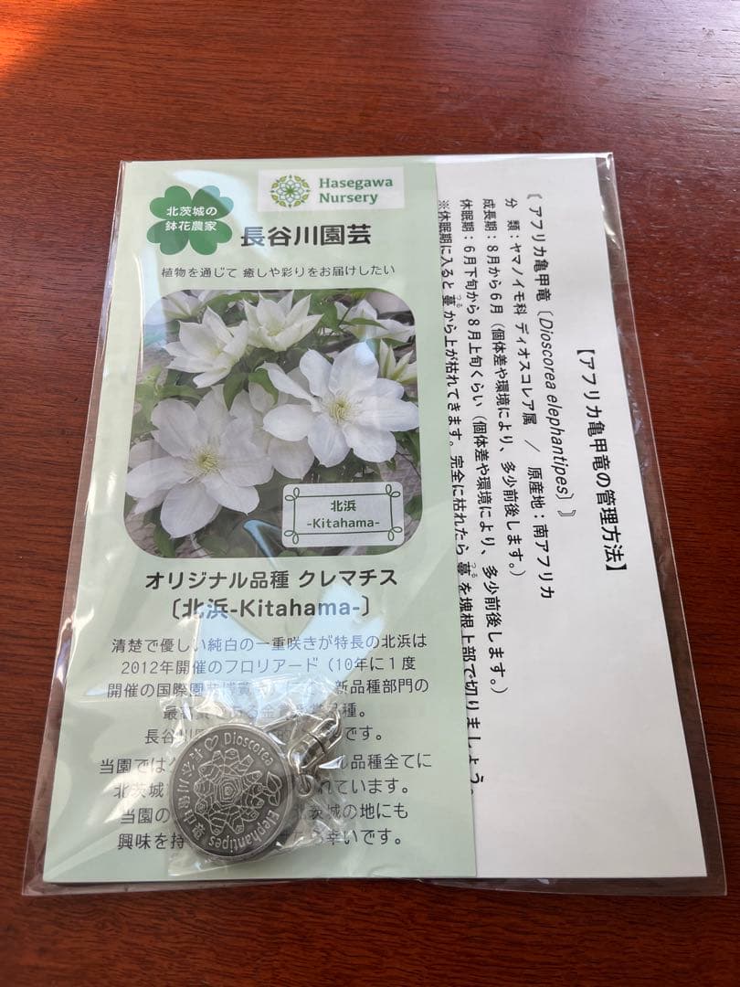 郎*亜様 長谷川園芸　アフリカ亀甲竜　キーホルダー付き