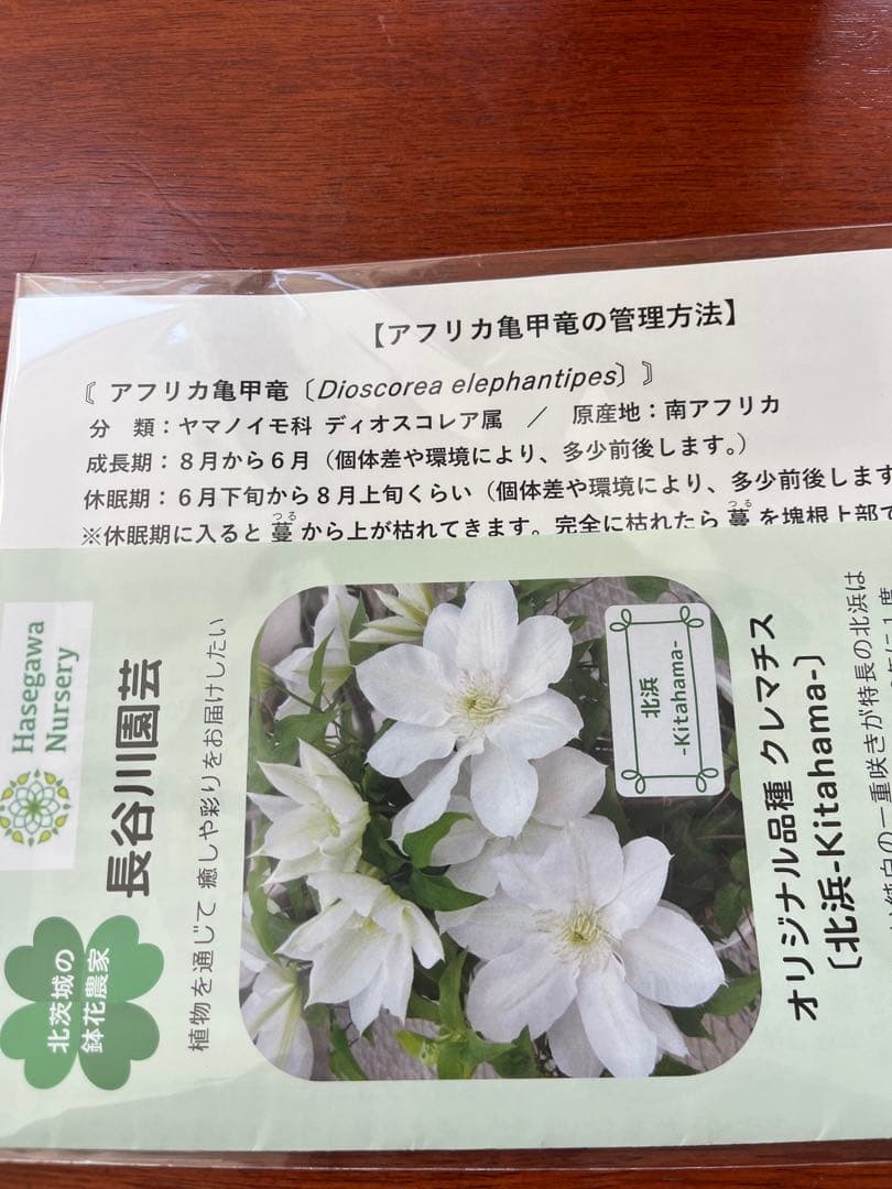 郎*亜様 長谷川園芸　アフリカ亀甲竜　キーホルダー付き