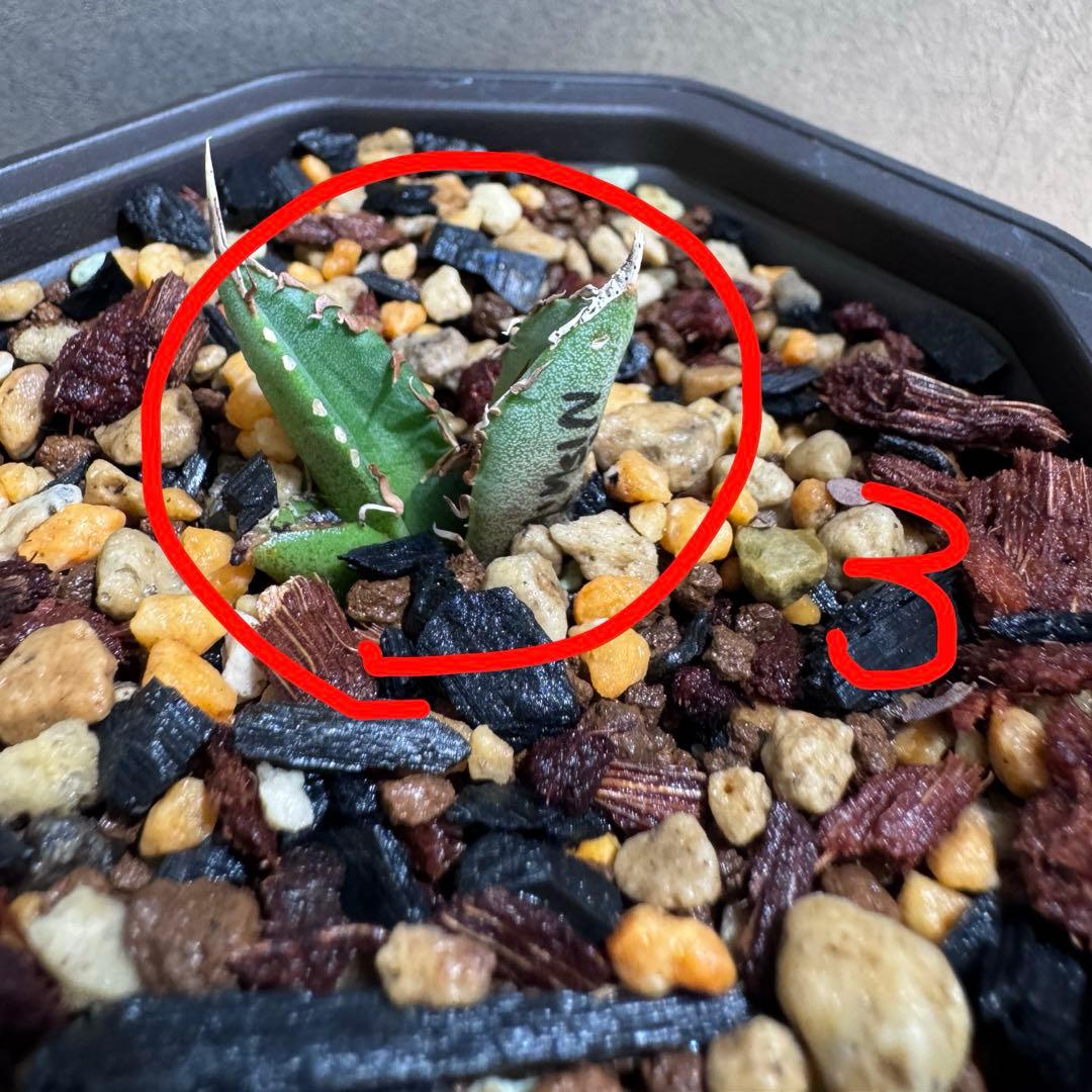 アガベ　zeus plants tokyo産　希少　斑入りオテロイ