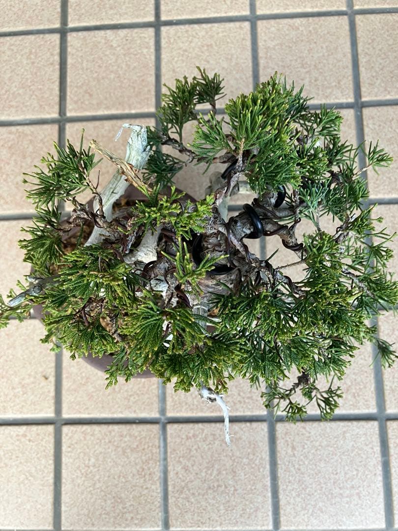 ◉真柏糸魚川　超極太　極上品 究極の逸品！　★大幅値下げ日曜日まで早いもの勝ち
