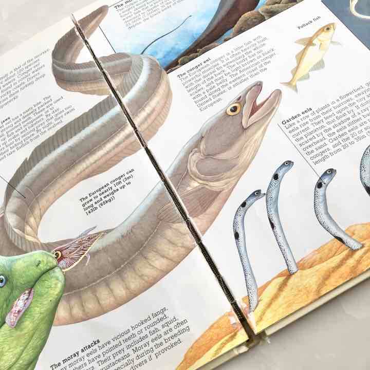 英語 絵本 English Books 洋書 海外 本 英語版 図鑑 こども