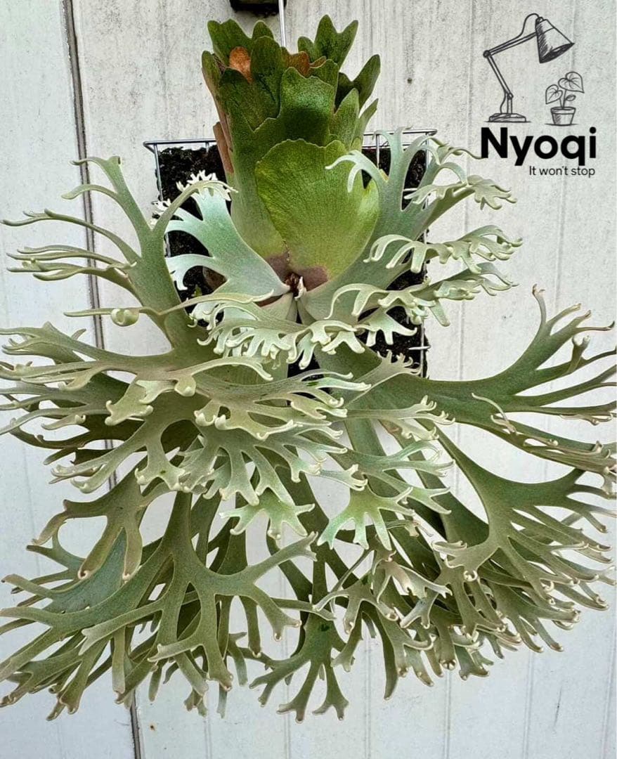 P. Willinckii Nano (spore) 【27】