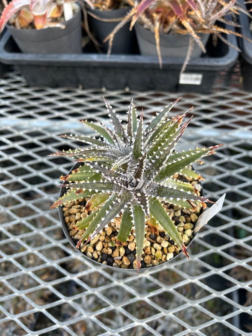 DBディッキア Dyckia Bill Baker hybrid #225 ⑵