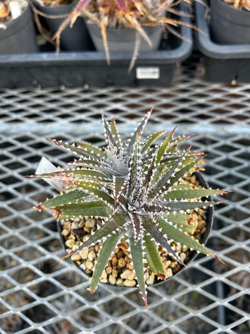DBディッキア Dyckia Bill Baker hybrid #225 ⑵