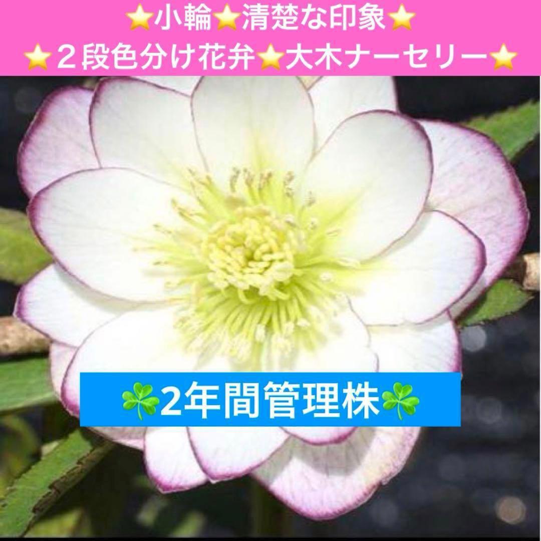 3884☘️2年間管理株☘️⭐️小輪⭐️清楚な印象⭐️２段色分け花弁⭐大木ナーセリー⭐️