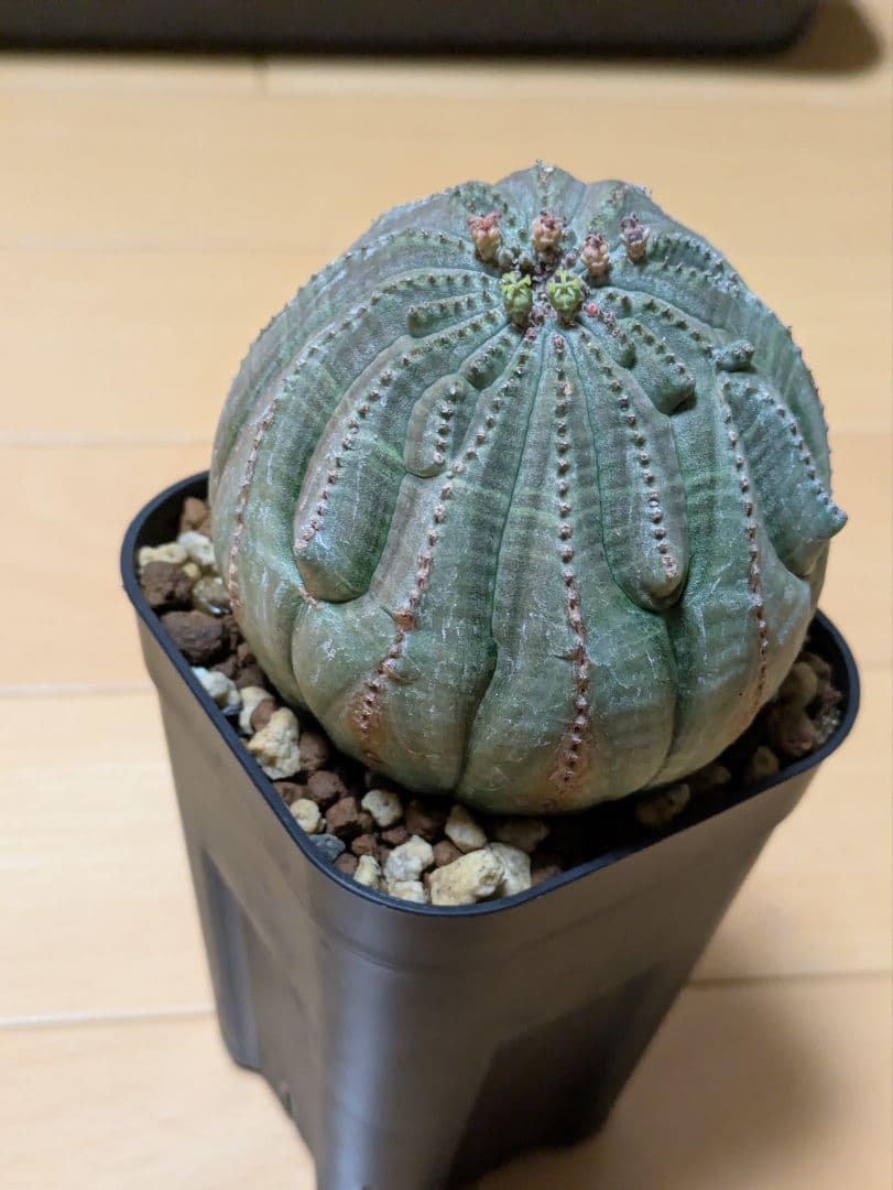 【ユーフォルビア】【充実サイズ】【モンストレア】【メス】オベサ