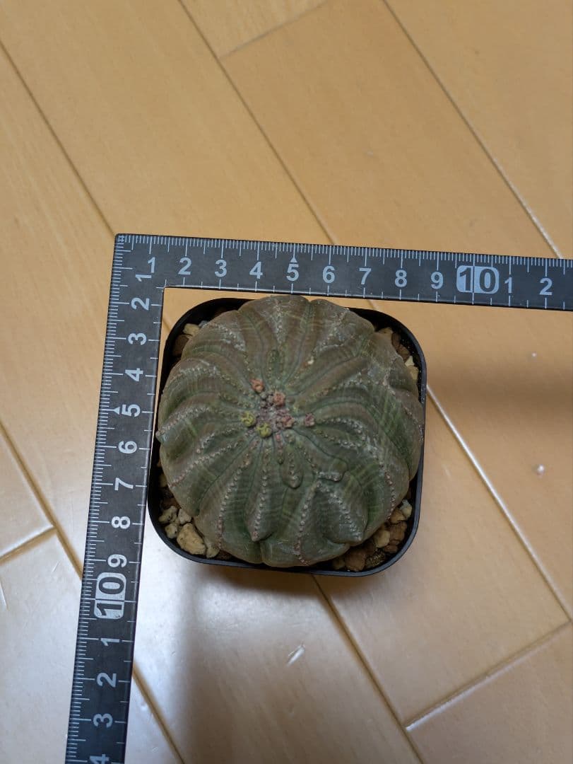 【ユーフォルビア】【充実サイズ】【モンストレア】【メス】オベサ