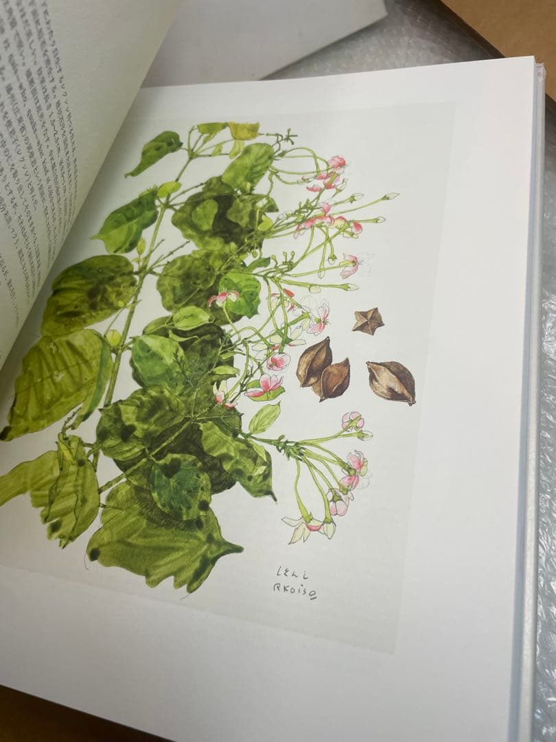 希少 美品 薬用植物画譜 小磯良平 日本臨牀社 大型美術書 画集 外箱付