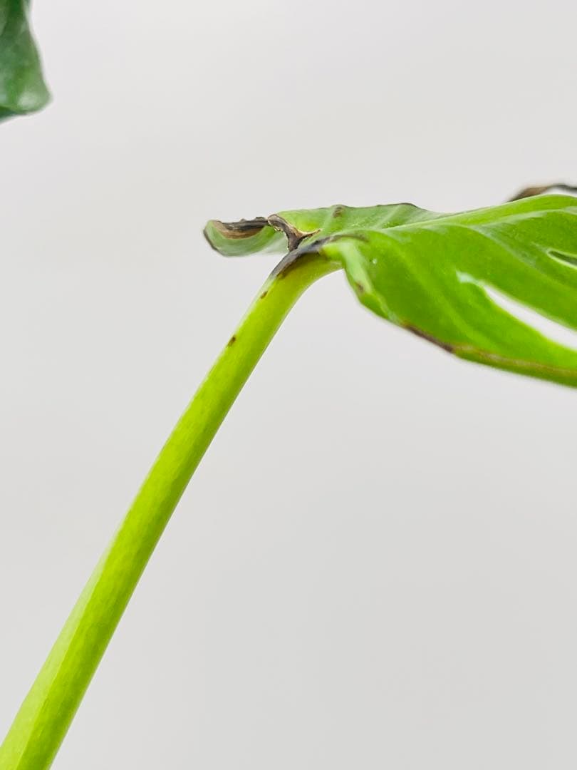 Monstera Unniiae モンステラ　デリシオーサ ウンニアエ　④