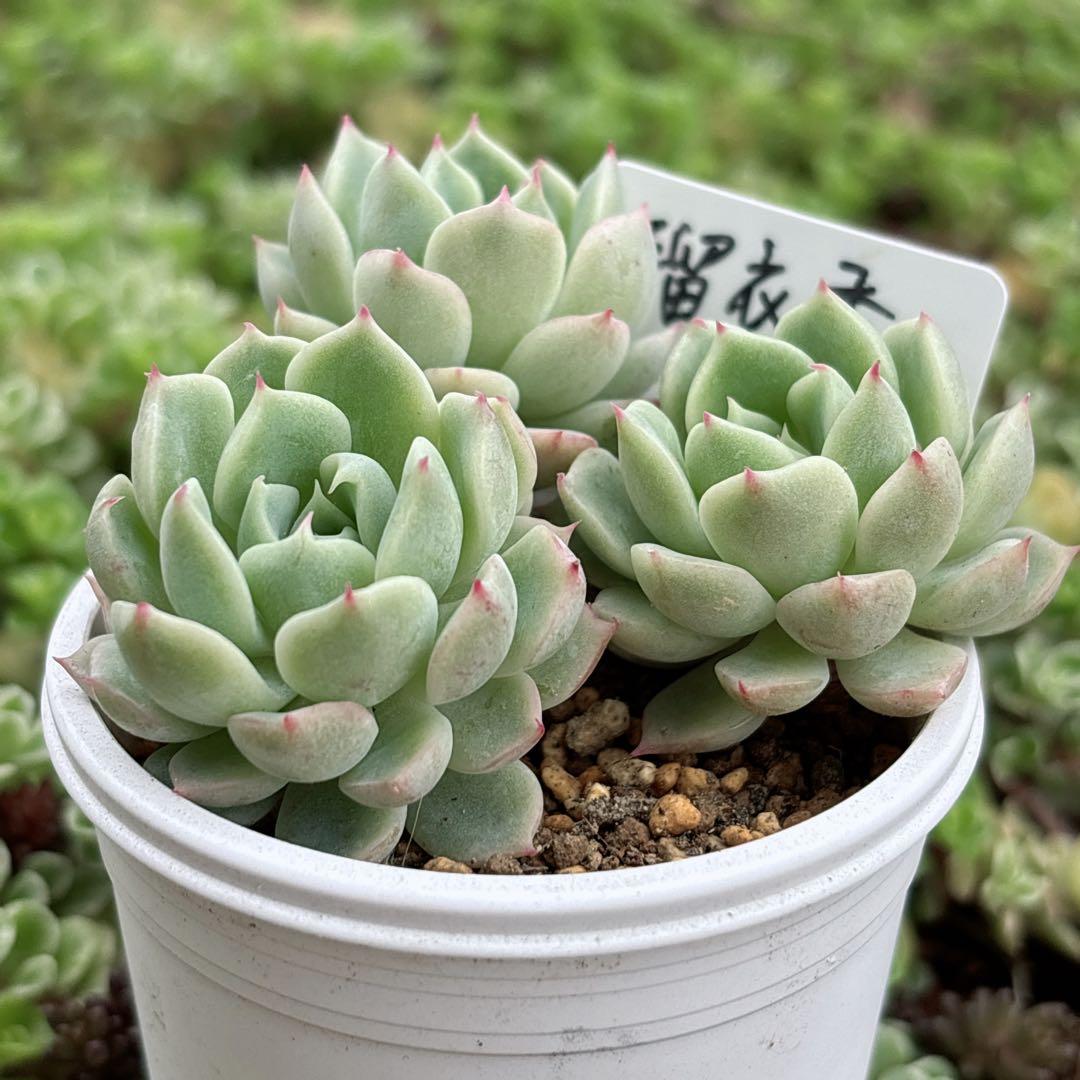 39.【札付き】瑠衣香 錦玉園 命名株 姉妹シリーズ 多肉植物 エケベリア