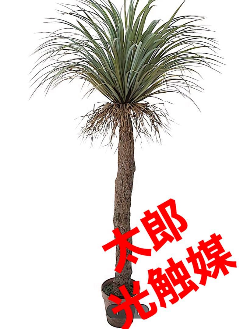 光触媒　人工観葉植物　ウォールグリーン　フェイクグリーン　ユッカロストラータ