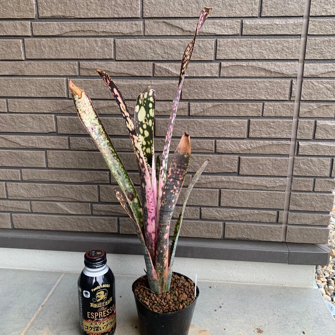 Billbergia Fire Works 子株付き