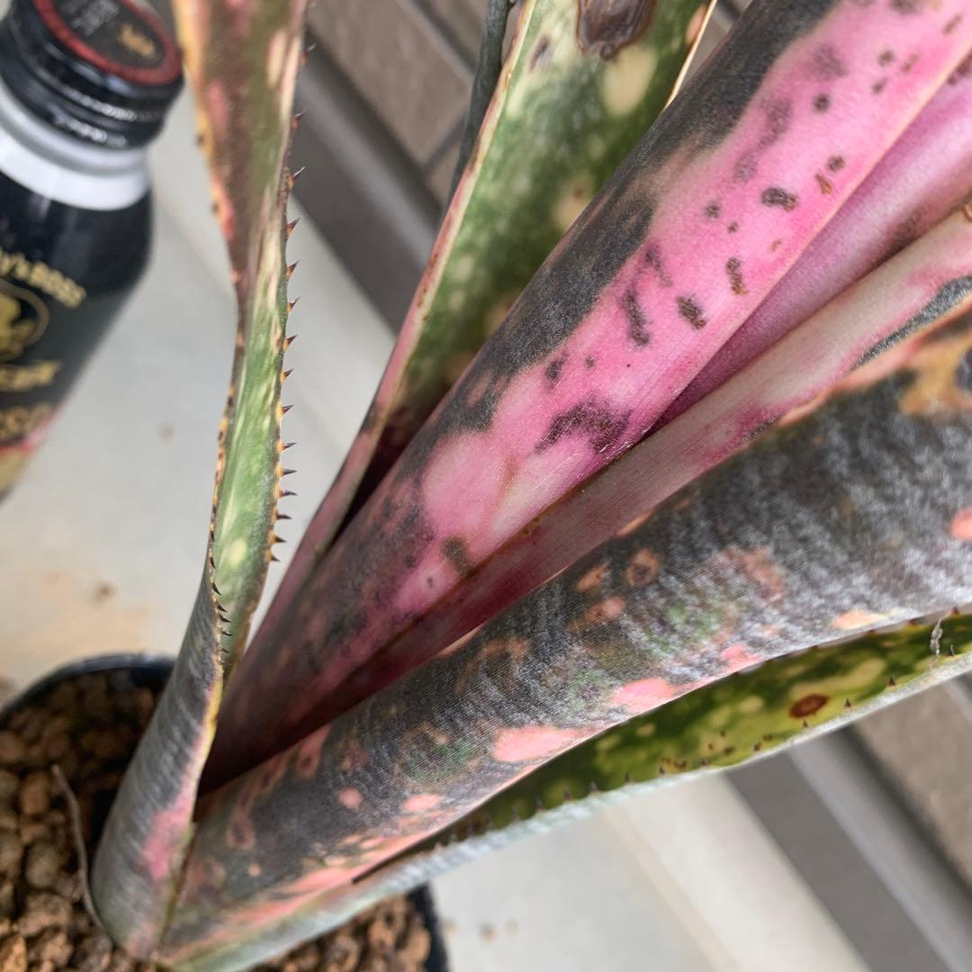 Billbergia Fire Works 子株付き