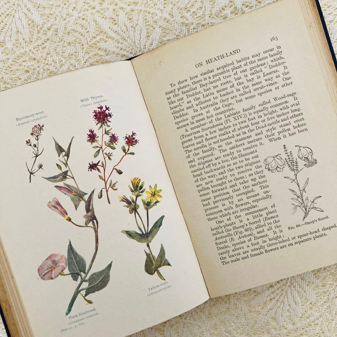 洋書　古書　アンティーク植物図鑑　淡く美しいイラスト♡　ボタニカルアート