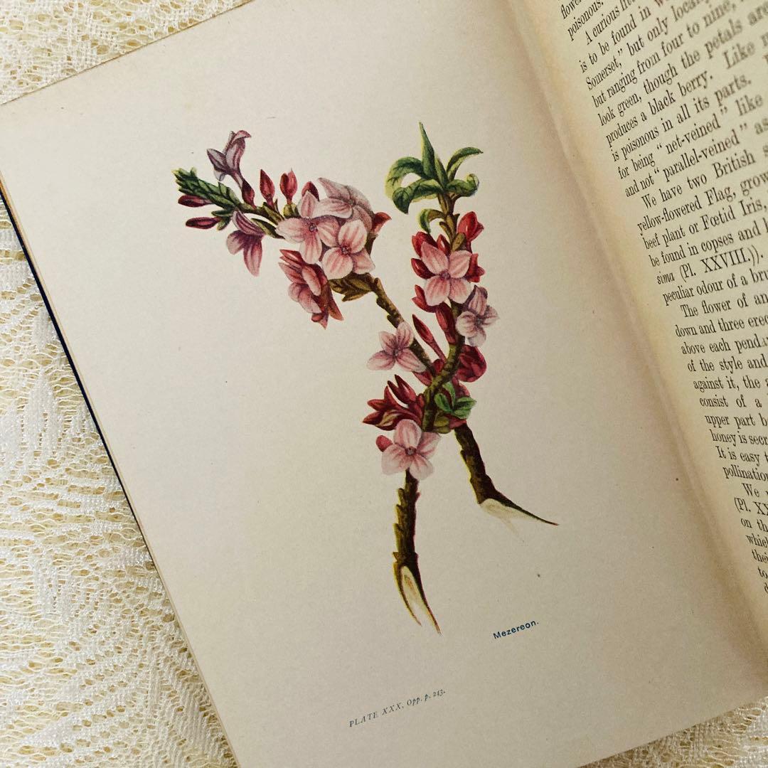 洋書　古書　アンティーク植物図鑑　淡く美しいイラスト♡　ボタニカルアート