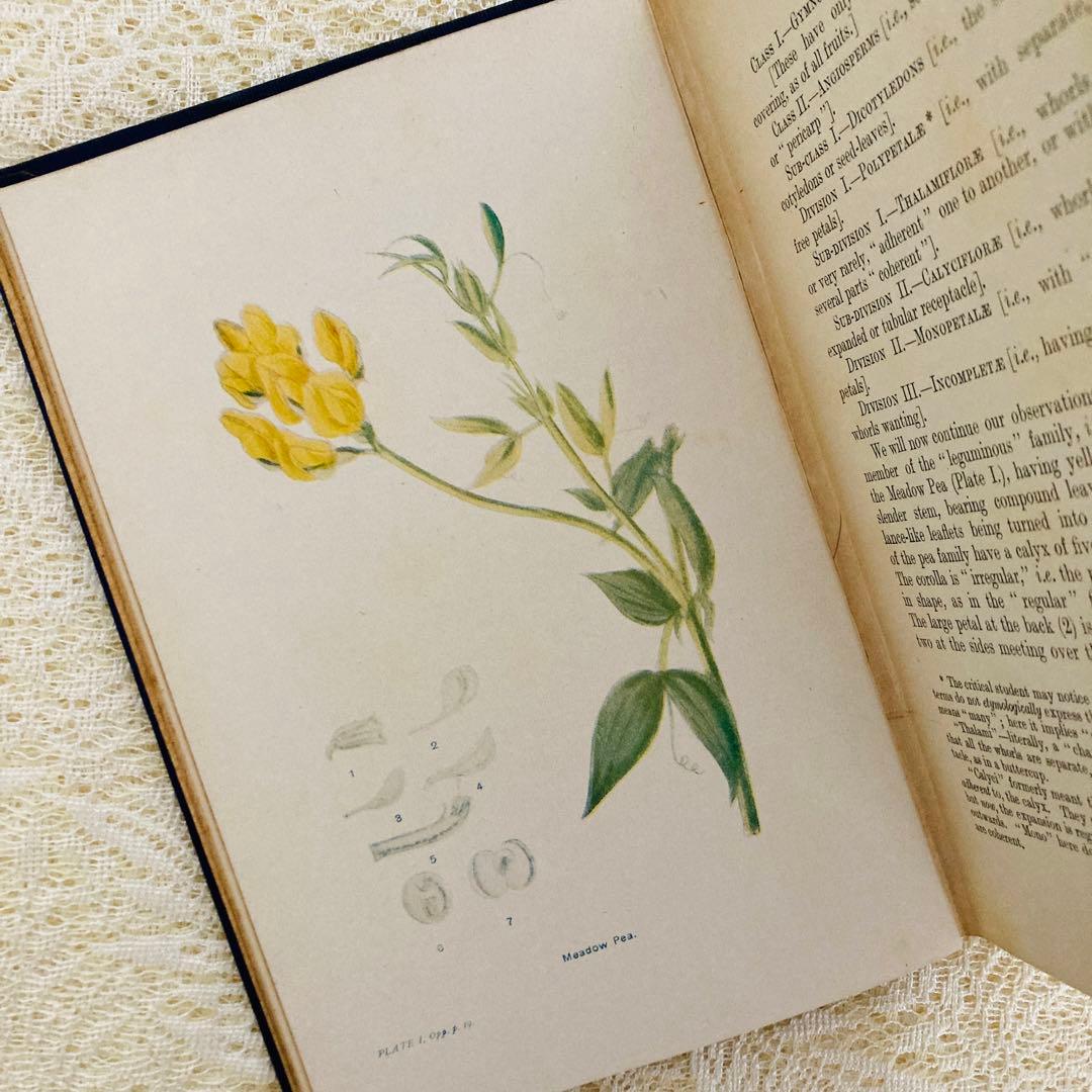 洋書　古書　アンティーク植物図鑑　淡く美しいイラスト♡　ボタニカルアート