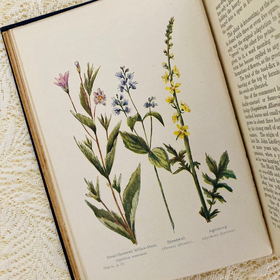 洋書　古書　アンティーク植物図鑑　淡く美しいイラスト♡　ボタニカルアート