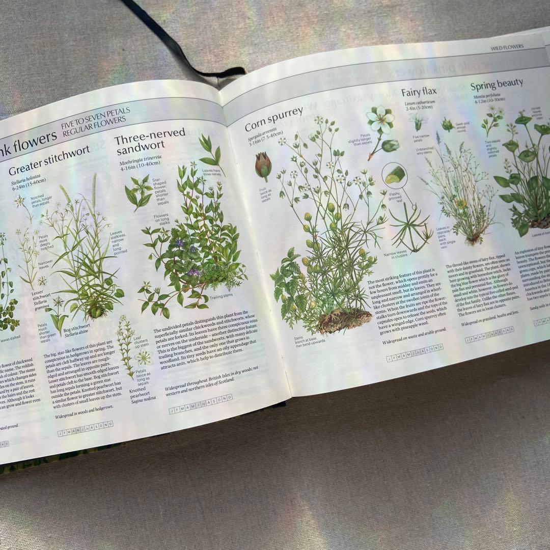 【ヴィンテージ洋書】植物図鑑　英語図鑑　アンティーク　古本　ジャンクジャーナル