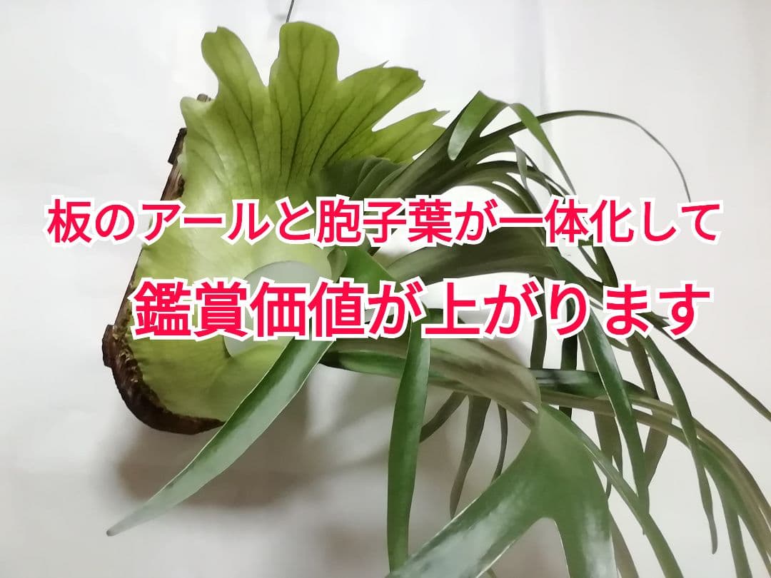 超特大株　めちゃくちゃ格好良い　ケンイチ株