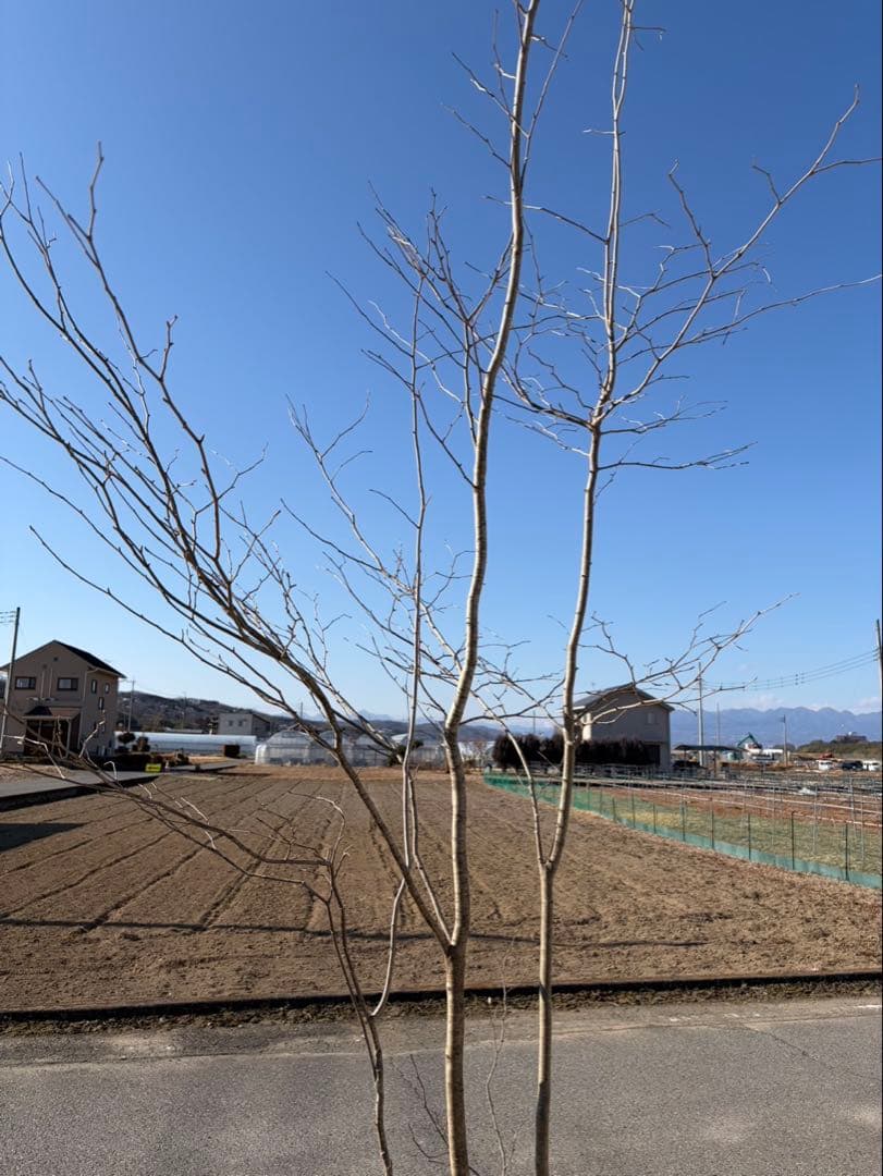 山採り アオハダ 株立ち 3本立ち 自然樹形