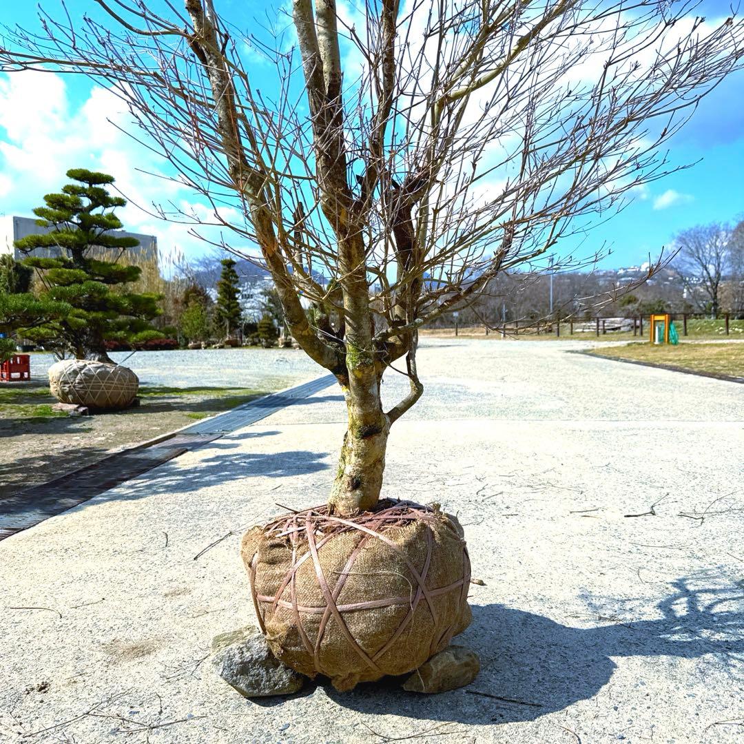 ドウダンツツジ『特大』。引き取り限定❗️近畿地方のみ配達も可能。