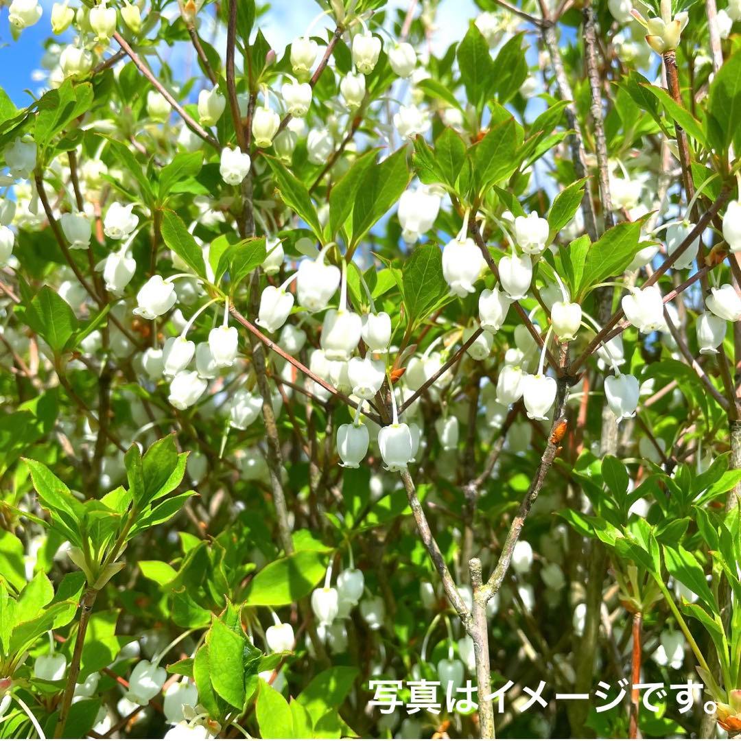 ドウダンツツジ『特大』。引き取り限定❗️近畿地方のみ配達も可能。