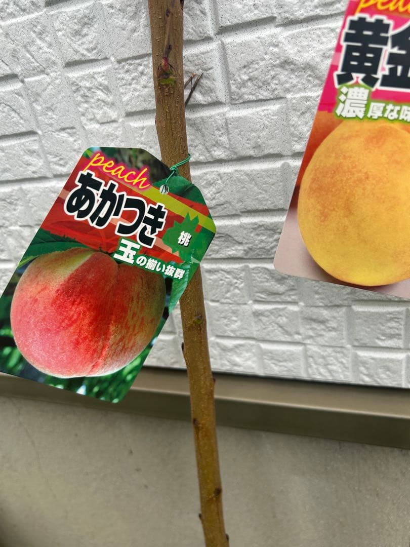 あかつき・黄金桃 苗木 約80cm 二本セット