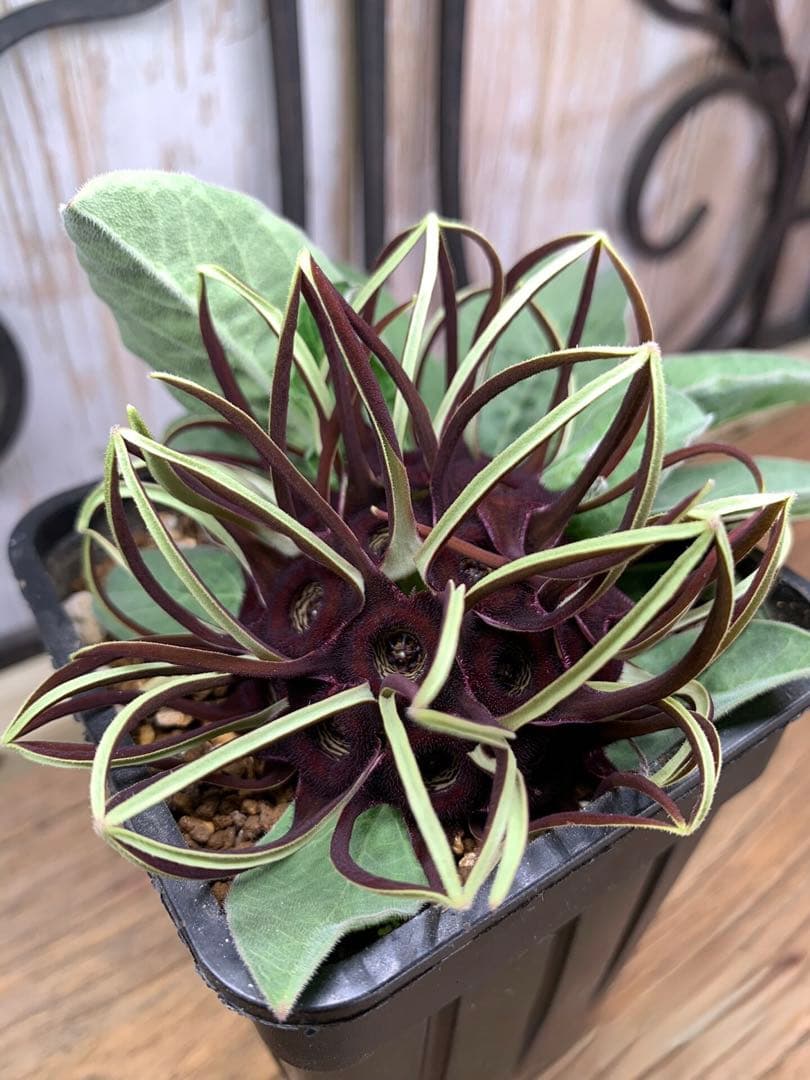 澤*ち様 連休セール‼️２点限定‼️幻の植物　竜卵窟ブラキステルマ バーベラエ