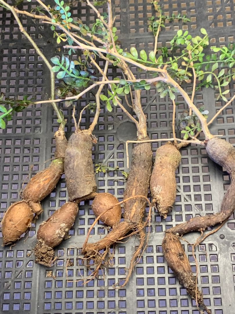 D-90 多肉植物 オペルクリカリア・パキプス 5株【落ち葉です】