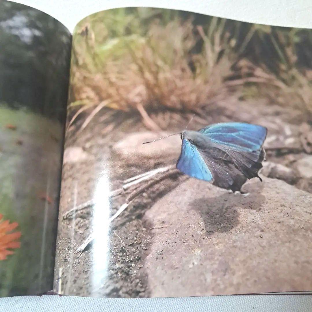 蝶の道 Butterflies