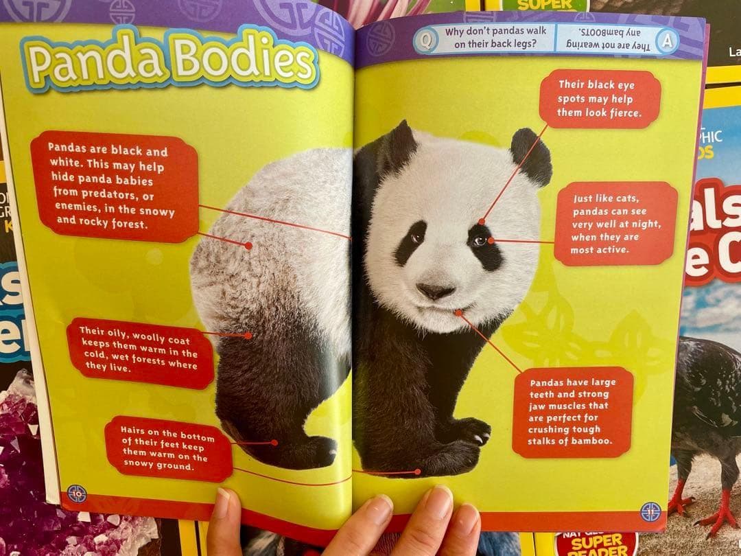 新品National Geographic Kids L2/41冊セット英語絵本