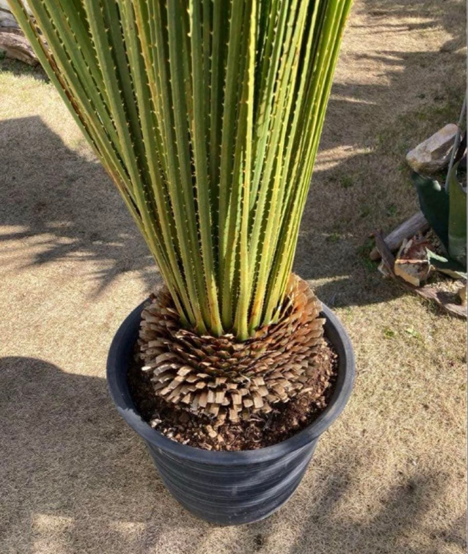 極耐寒性ダシリリオン　ミキワネンシス大株◇ドライガーデン　ユッカ　アガベ ヤシ