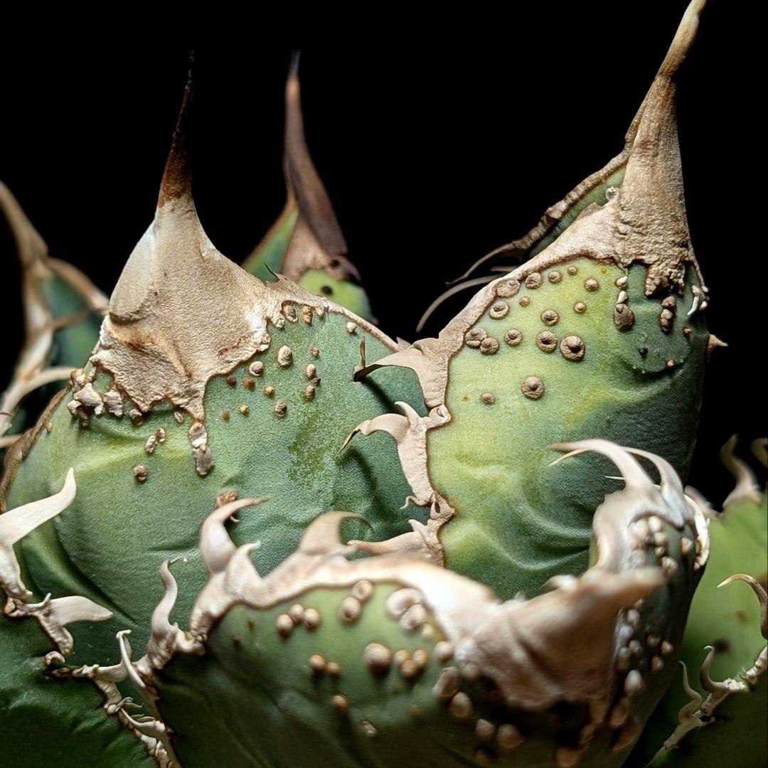 Agave titanota ‘ブツブツ’ surf.is.high親株分株