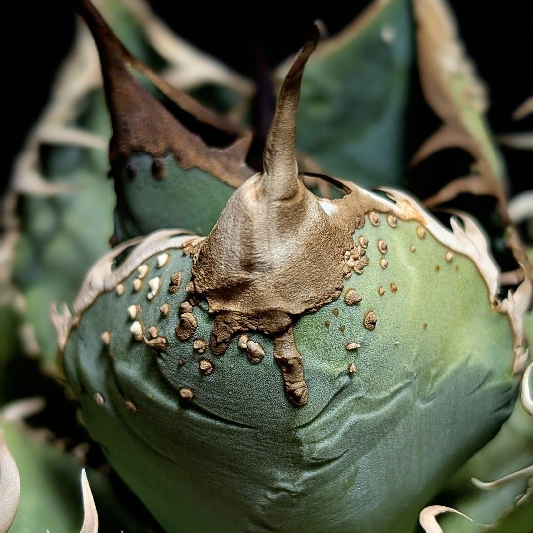 Agave titanota ‘ブツブツ’ surf.is.high親株分株