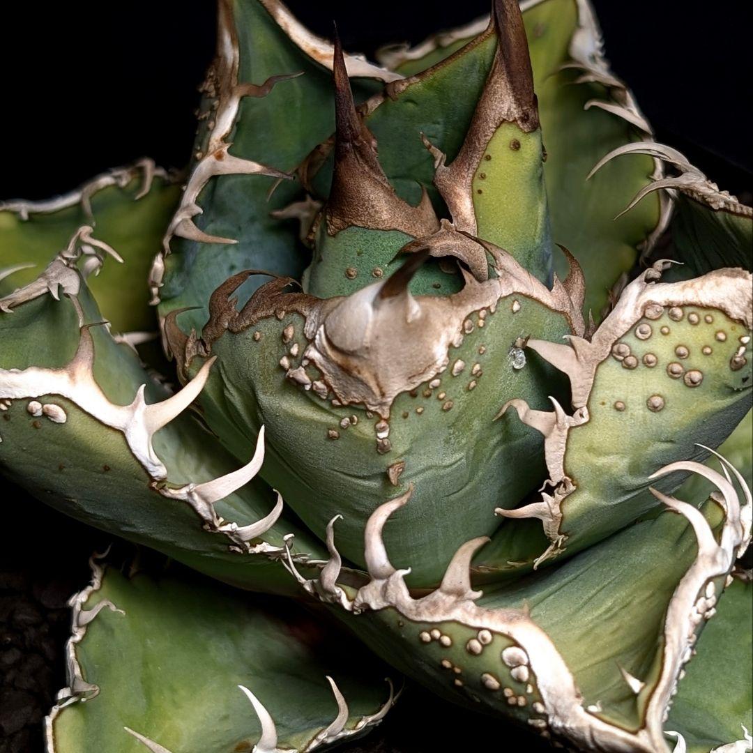 Agave titanota ‘ブツブツ’ surf.is.high親株分株